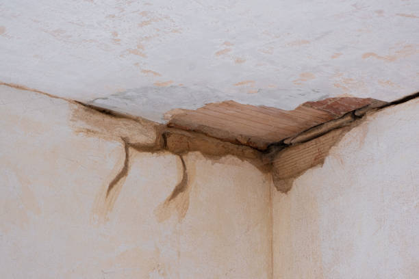 Best Professional water damage repair  in Lake Wildwood, CA